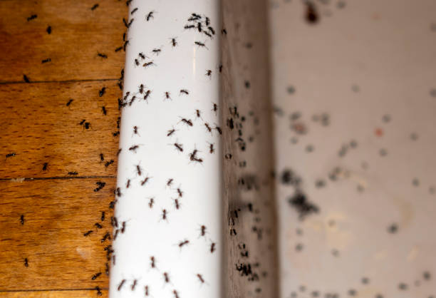 Best Wasp Removal Services  in Country Clu, CA