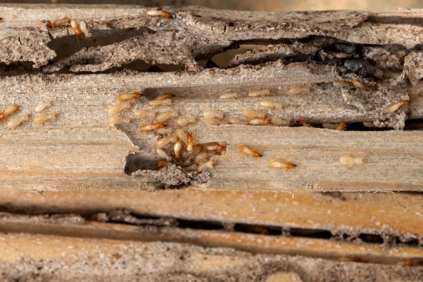 Best Pest Prevention Services  in Country Clu, CA