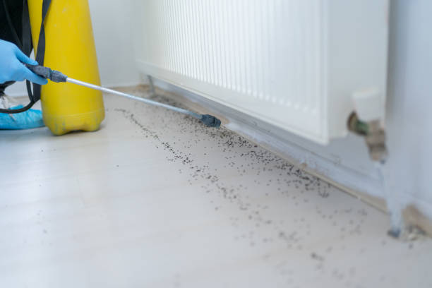 Best Spider Control Near Me  in Country Clu, CA